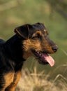 Jagd Terrier Dog, Portrait of Adult with Tongue out