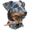 Jagd terrier dog portrait Royalty Free Stock Photo