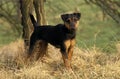 Jagd Terrier or German Hunting Terrier Dog Royalty Free Stock Photo