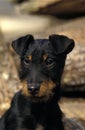 JAGD TERRIER