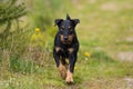 Jagdterrier in a summer meadow