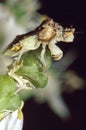 Jagged Ambush Bug Royalty Free Stock Photo