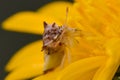 Jagged ambush bug closeup on a beautiful yellow wildflower near the Minnesota River