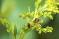 Jagged Ambush Bug (Phymata Americana) on a plant