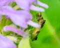 Jagged ambush bug on wildflower in Wood Lake Nature Center in Minnesota