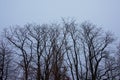 Bare winter tree crowns on light grey sky