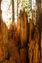 Jagged Edge of Broken Sequoia Trunk Royalty Free Stock Photo