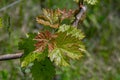 Jagged edges of green red leaves of young branches of grapevine at vineyard in springtime. Juicy fresh leaf closeup Royalty Free Stock Photo