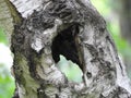 Jagged hole in a tree trunk