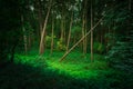 A Snagged Tree in lush green Forest. Royalty Free Stock Photo