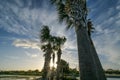 A jagged line of palm trees blowing backward