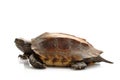 Jagged shell box turtle Royalty Free Stock Photo