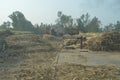 A jaggery making site