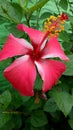 Jaggery Red Flower and green tree nice picture of gardens