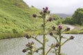Jaggy thistles with river in the background Royalty Free Stock Photo