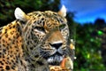 jaguar Royalty Free Stock Photo