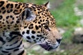 Jaguar Royalty Free Stock Photo