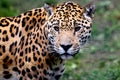 Jaguar Royalty Free Stock Photo