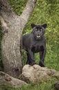 Black jaguar panther staring at camera Royalty Free Stock Photo