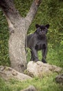 Black jaguar panther standing beside a tree