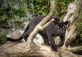 Black jaguar panther staring at camera Royalty Free Stock Photo