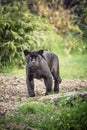 Black jaguar panther staring at camera on footpath Royalty Free Stock Photo