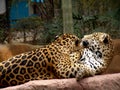 Jaguar