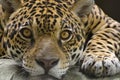 Jaguar Royalty Free Stock Photo