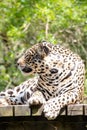 The jaguar, also known as the onÃÂ§a-preta, is a species of carnivorous mammal. Royalty Free Stock Photo