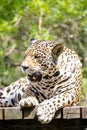 The jaguar, also known as the onÃÂ§a-preta, is a species of carnivorous mammal.