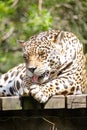 The jaguar, also known as the onÃÂ§a-preta, is a species of carnivorous mammal. Royalty Free Stock Photo