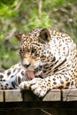 The jaguar, also known as the onÃÂ§a-preta, is a species of carnivorous mammal. Royalty Free Stock Photo