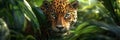 Jaguar in amazon rainforest cinematic shot of predator with spotted coat in lush, dense foliage