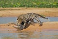Jaguar attacking cayman Royalty Free Stock Photo