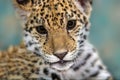 Jaguar baby close up portrait