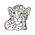 Jaguar baby tabby portrait closeup of animal isolated sketch tshirt print monochrome design. Panthera fauna. Wildlife big mammal