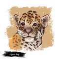 Jaguar baby tabby portrait closeup of animal. Panthera carnivore fauna. Wildlife of South America, drawn big mammal with furry