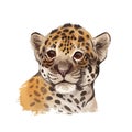 Jaguar baby tabby portrait closeup of animal. Panthera carnivore fauna. Wildlife of South America, drawn big mammal with furry