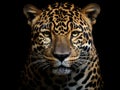 Jaguar on black and white background Royalty Free Stock Photo