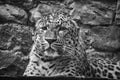 Jaguar in black white lying behind grass. Spotted fur. The big cat is a predator Royalty Free Stock Photo