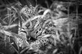 Jaguar in black and white, lying behind grass. spotted fur, camouflaged lurking