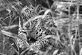 Jaguar in black and white, lying behind grass. spotted fur, camouflaged lurking