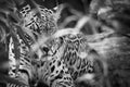 Jaguar in black and white, lying behind grass. spotted fur, camouflaged lurking Royalty Free Stock Photo