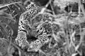 Jaguar in black and white, lying behind grass. spotted fur, camouflaged lurking