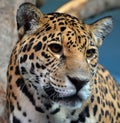 Jaguar is a cat, a feline in the Panthera genus only extant Royalty Free Stock Photo