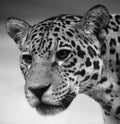 Jaguar is a cat, a feline in the Panthera genus only extant