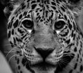 Jaguar is a cat, a feline in the Panthera genus only extant Royalty Free Stock Photo