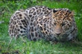 Jaguar is a cat, a feline in the Panthera genus only extant Panthera Royalty Free Stock Photo