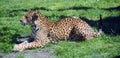 Jaguar is a cat, a feline in the Panthera genus only extant Panthera species Royalty Free Stock Photo