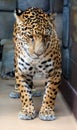 Jaguar is a cat, a feline in the Panthera genus only extant Panthera species Royalty Free Stock Photo